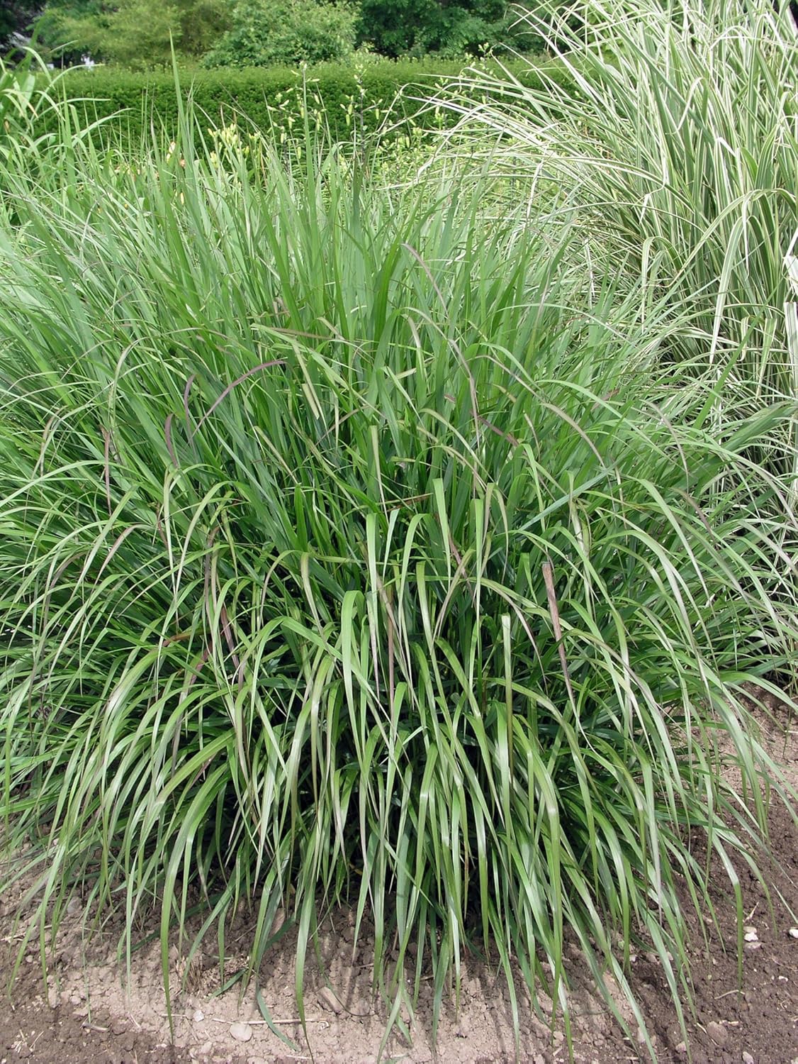 Panicum virgatum 'Warrior' / Rutenhirse