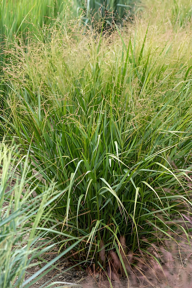 Panicum virgatum 'Warrior' / Rutenhirse