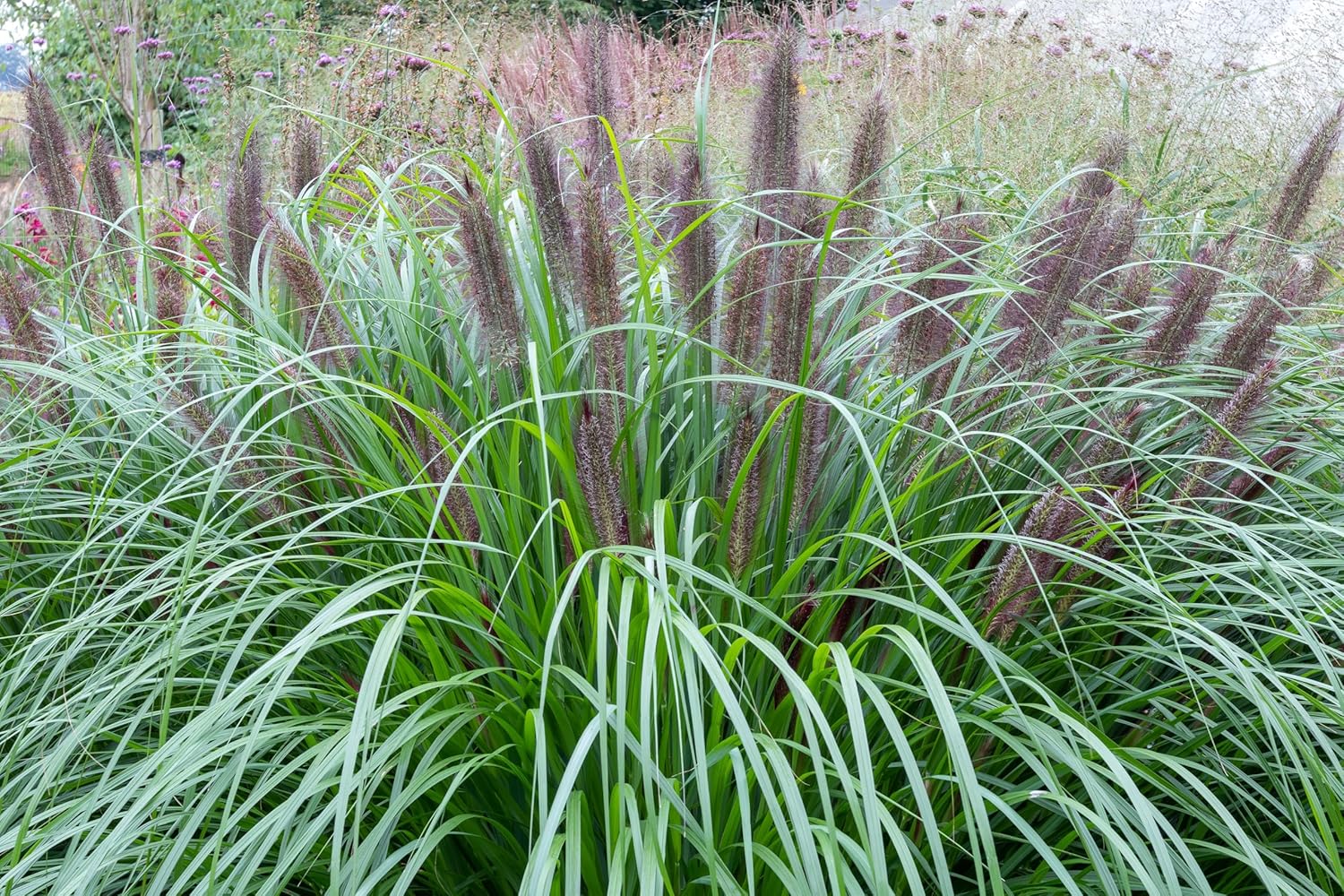 Pennisetum alopecuroides 'Black Beauty'  / Schwarzes Lampenputzergras - Stauden Gaenge
