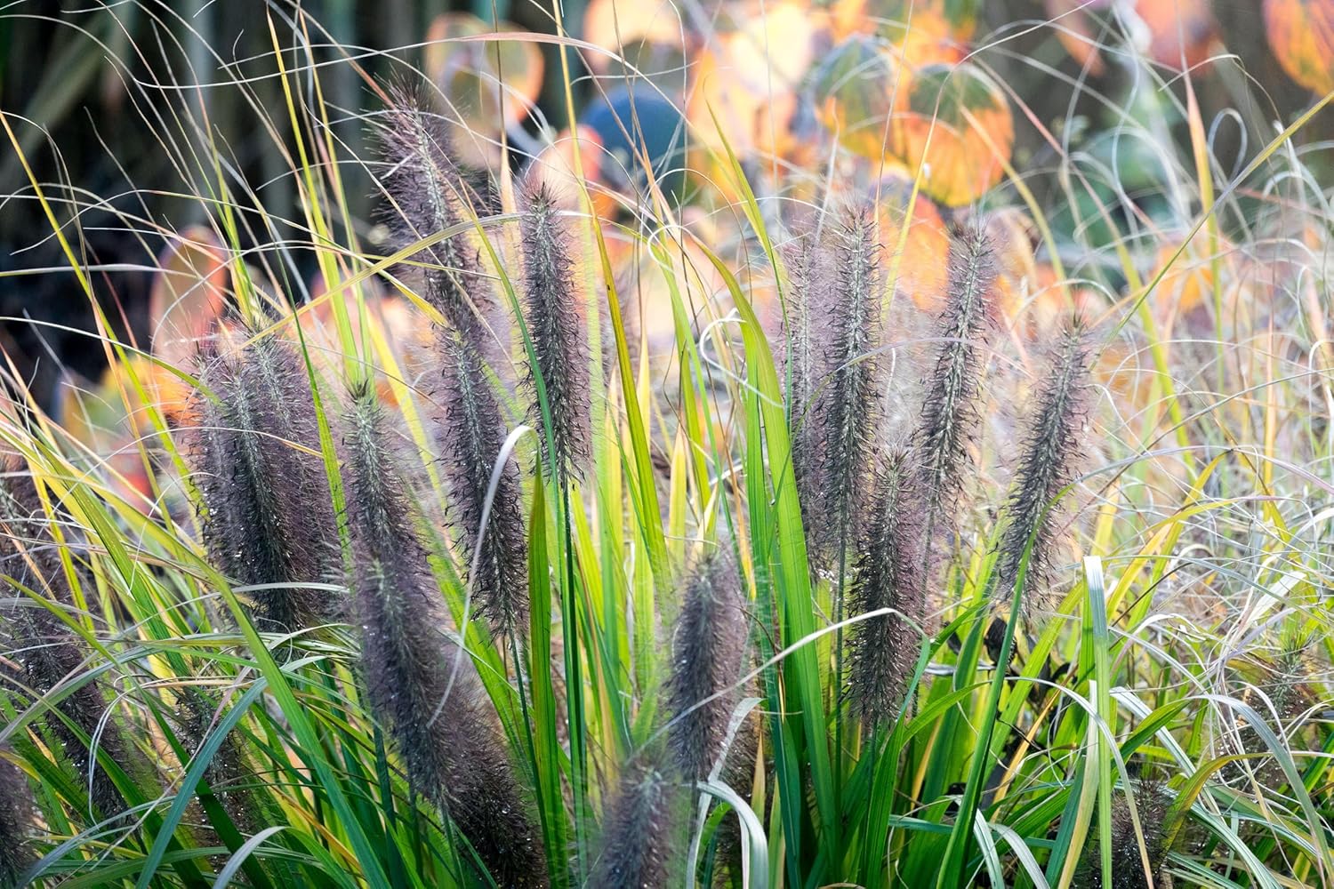 Pennisetum alopecuroides 'Black Beauty'  / Schwarzes Lampenputzergras - Stauden Gaenge