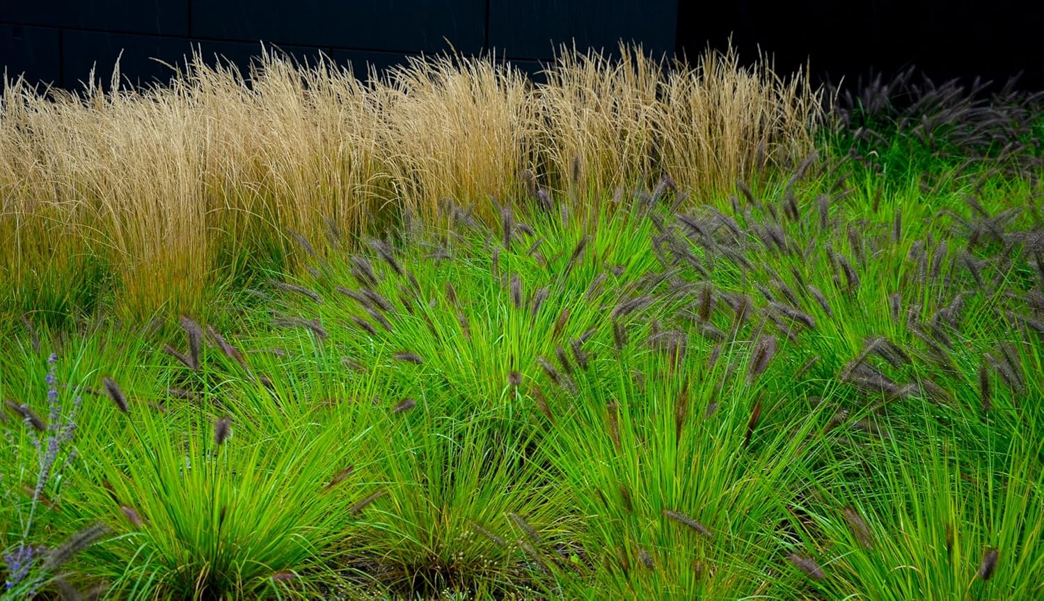 Pennisetum alopecuroides 'Black Beauty'  / Schwarzes Lampenputzergras - Stauden Gaenge