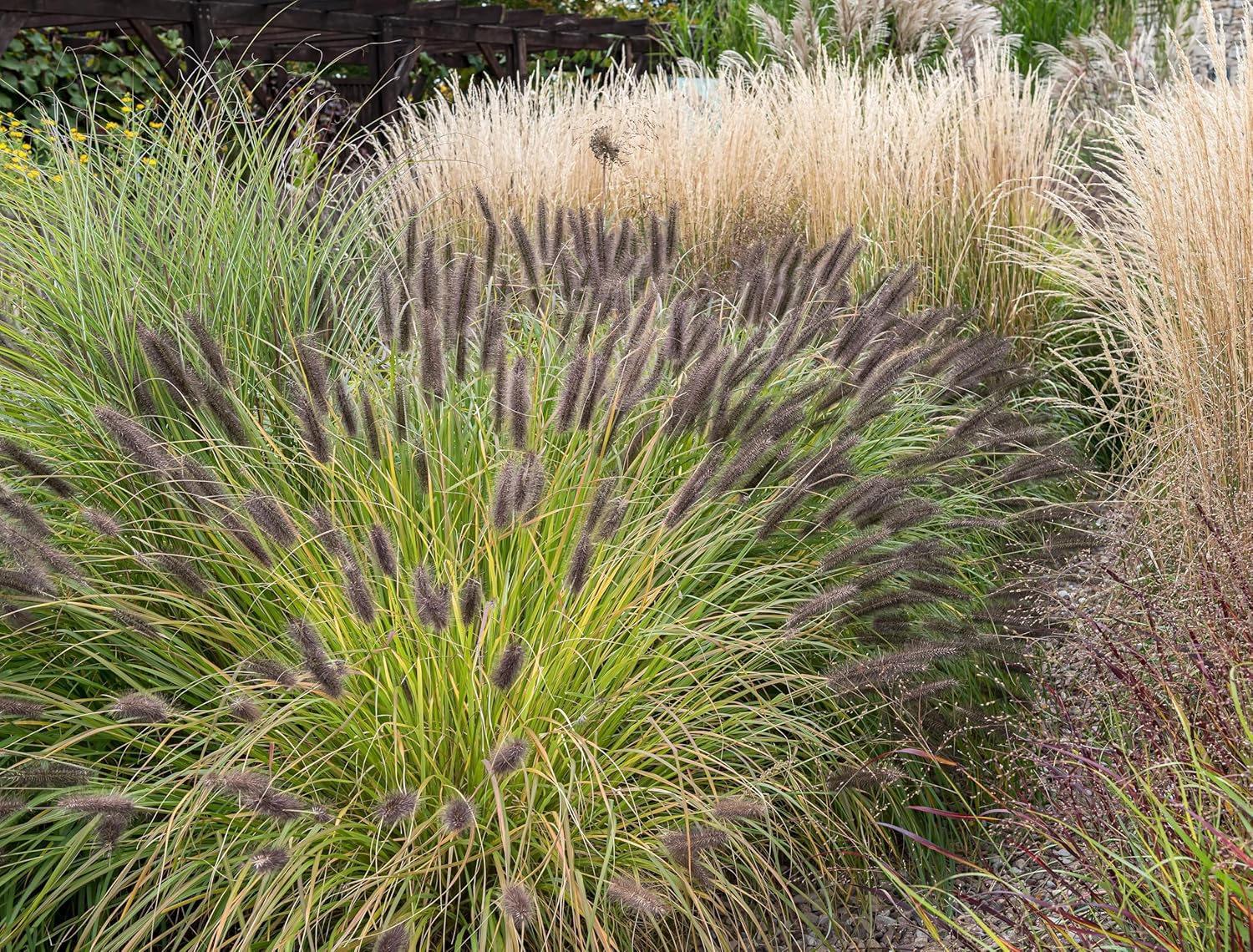 Pennisetum alopecuroides 'Black Beauty'  / Schwarzes Lampenputzergras - Stauden Gaenge