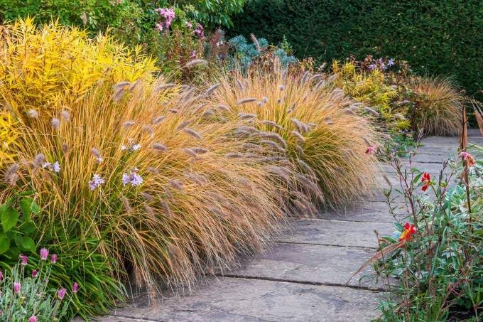 Pennisetum alopecuroides 'Cassian' / Lampenputzergras - Stauden Gaenge