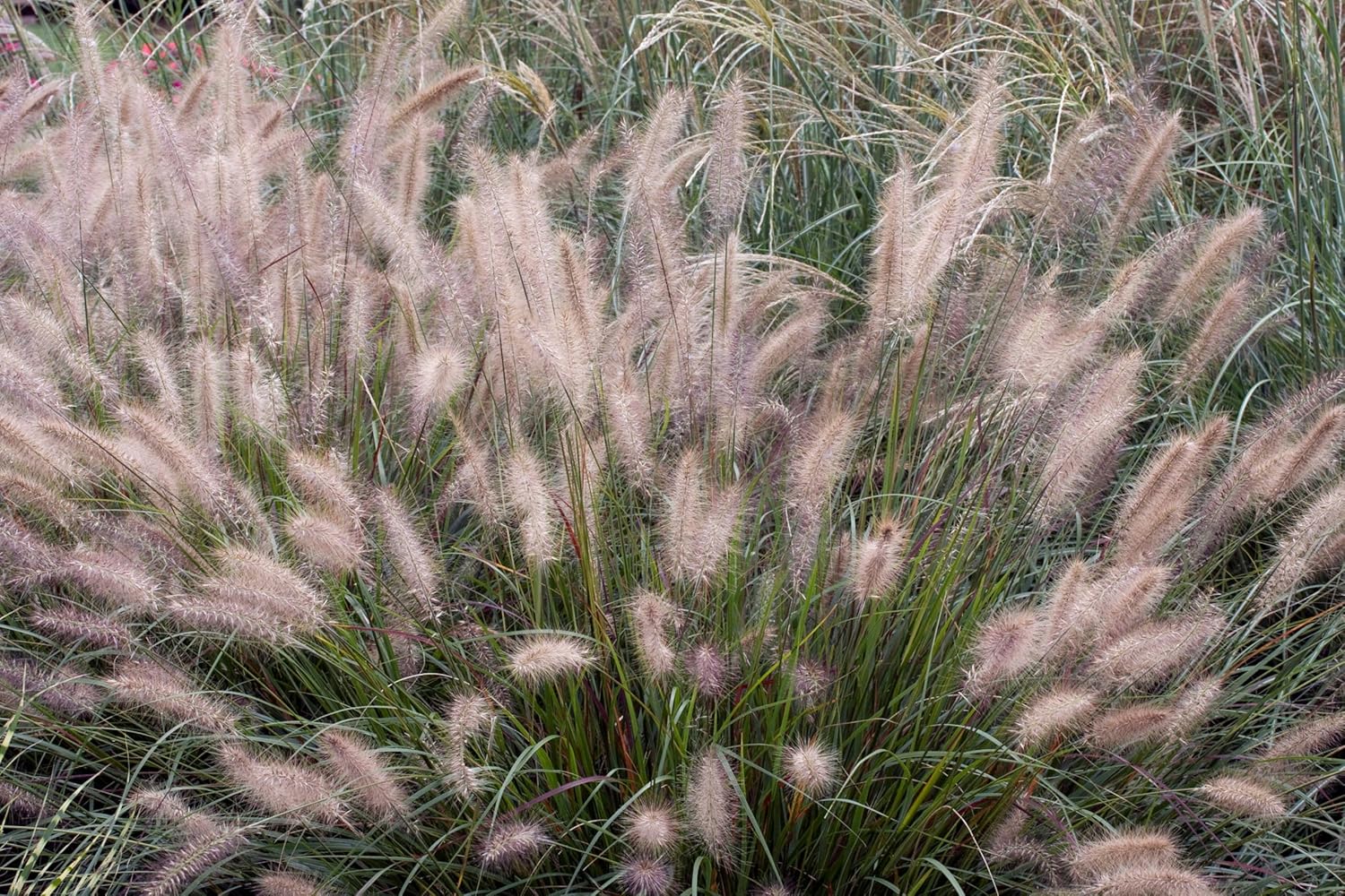 Pennisetum alopecuroides 'Cassian' / Lampenputzergras - Stauden Gaenge