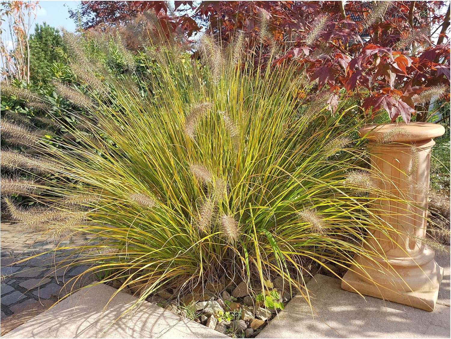 Pennisetum alopecuroides 'Compressum' / Lampenputzergras - Stauden Gaenge