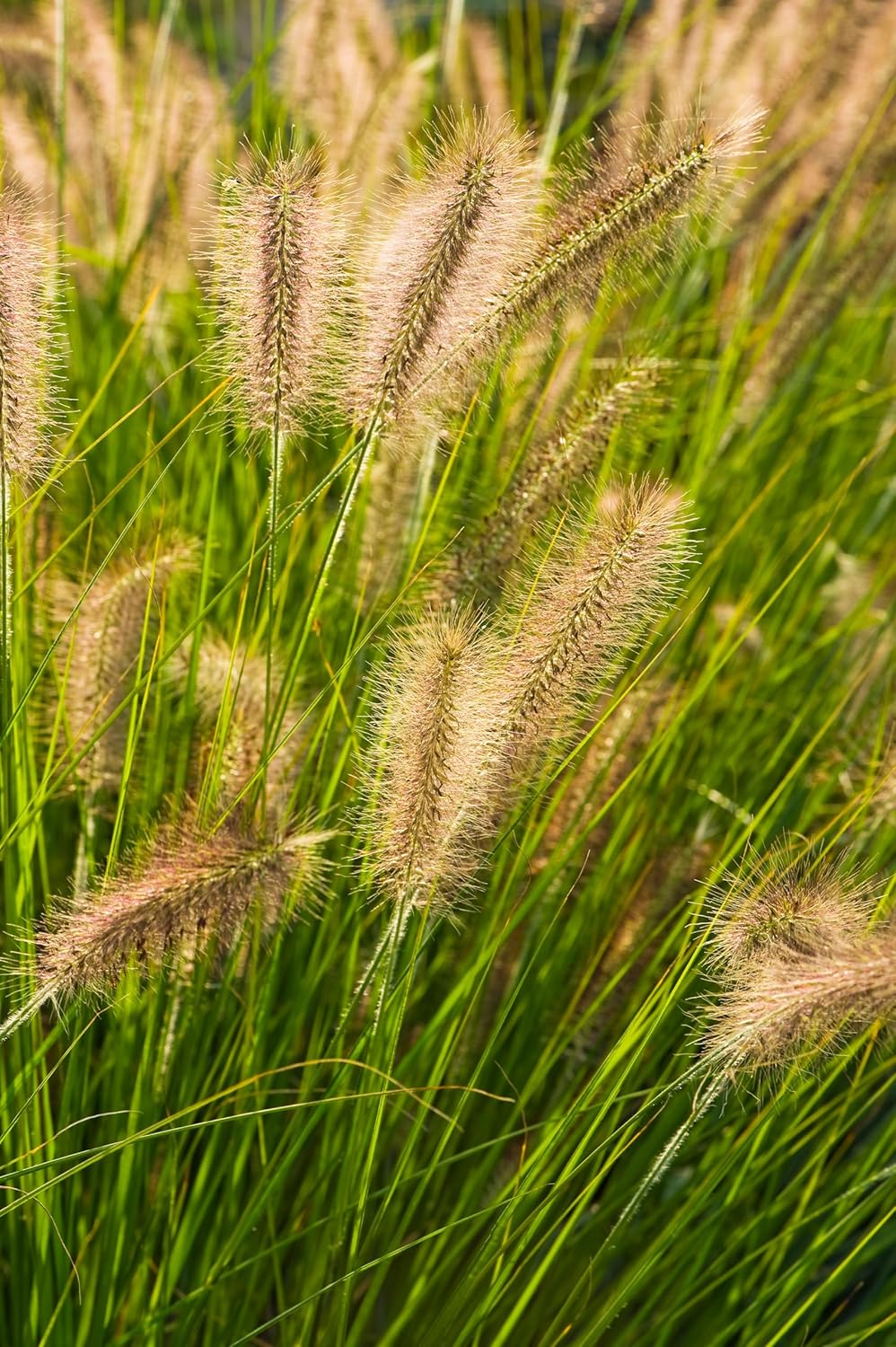 Pennisetum alopecuroides 'Compressum' / Lampenputzergras - Stauden Gaenge