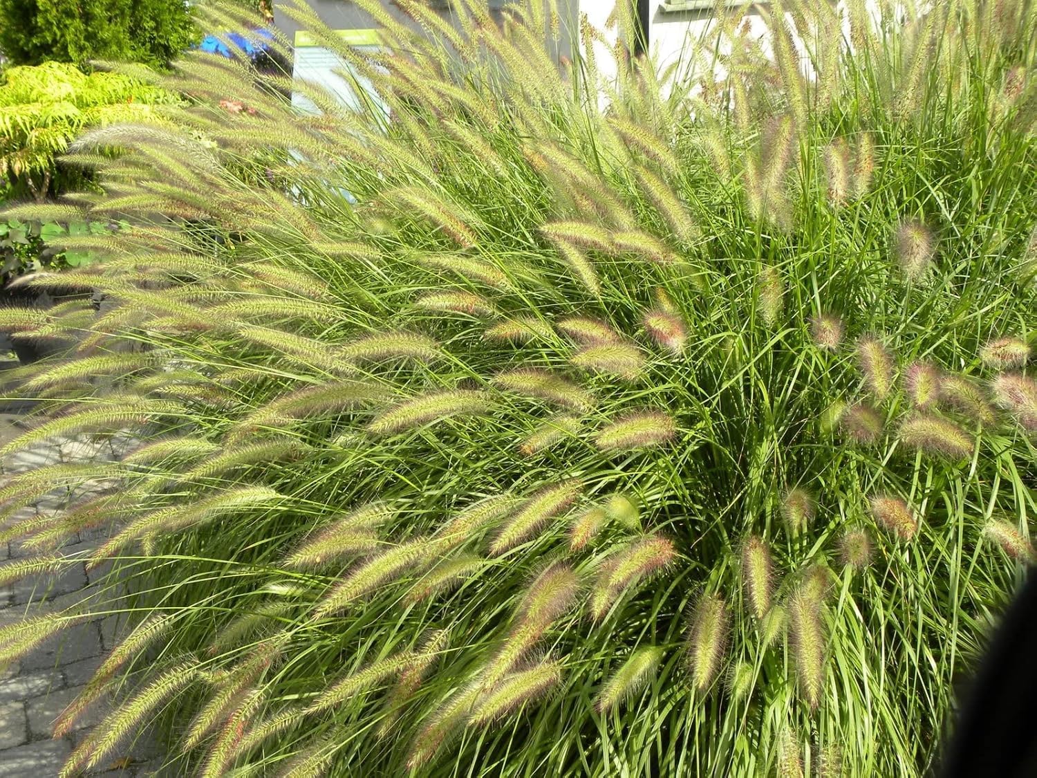 Pennisetum alopecuroides 'Compressum' / Lampenputzergras - Stauden Gaenge