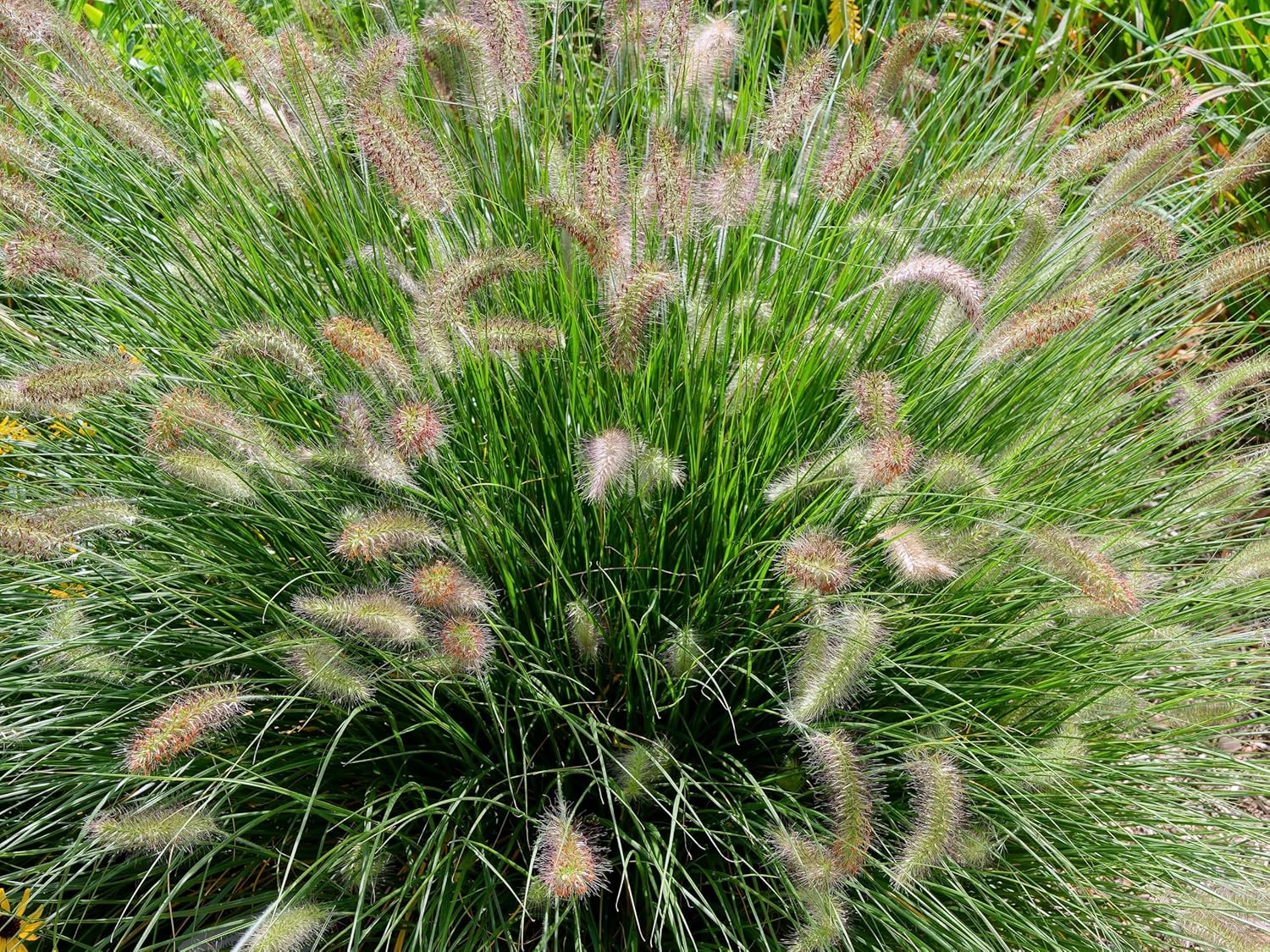 Pennisetum alopecuroides 'Compressum' / Lampenputzergras - Stauden Gaenge