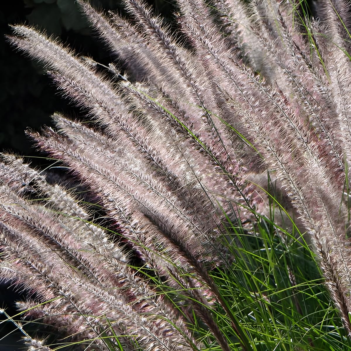 Pennisetum alopecuroides 'Foxrot' / Lampenputzergras - Stauden Gaenge