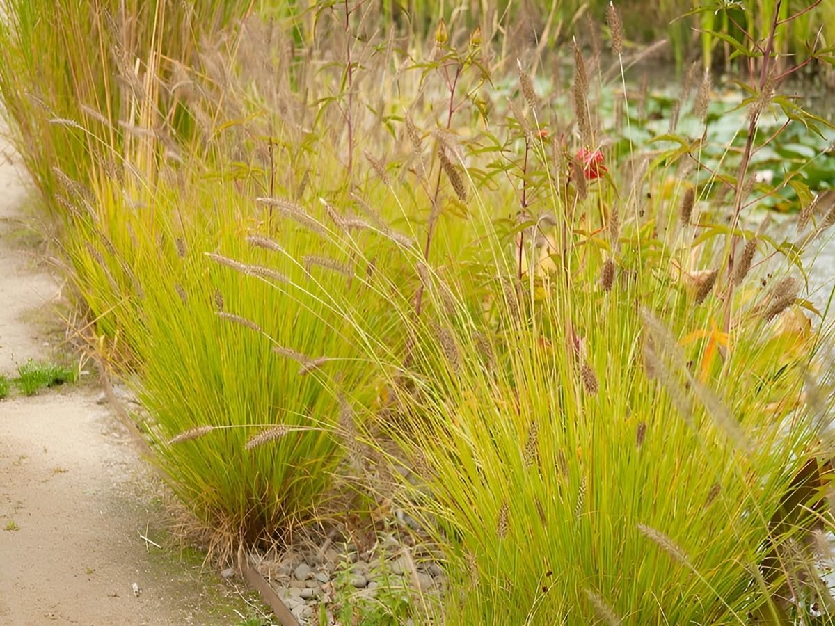 Pennisetum alopecuroides 'Hameln Gold ®' / Gelbes Lampenputzergras - Stauden Gaenge