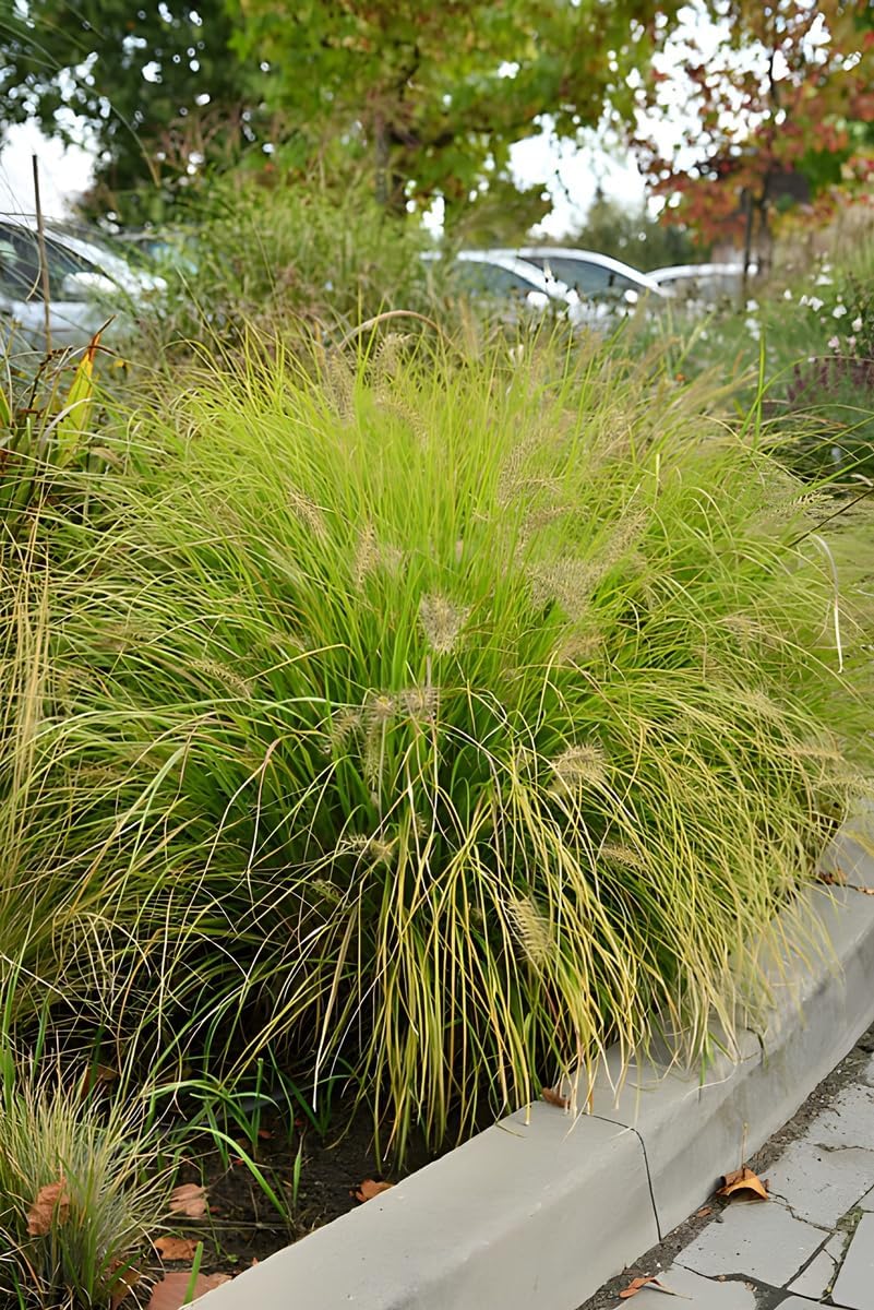 Pennisetum alopecuroides 'Hameln Gold ®' / Gelbes Lampenputzergras - Stauden Gaenge