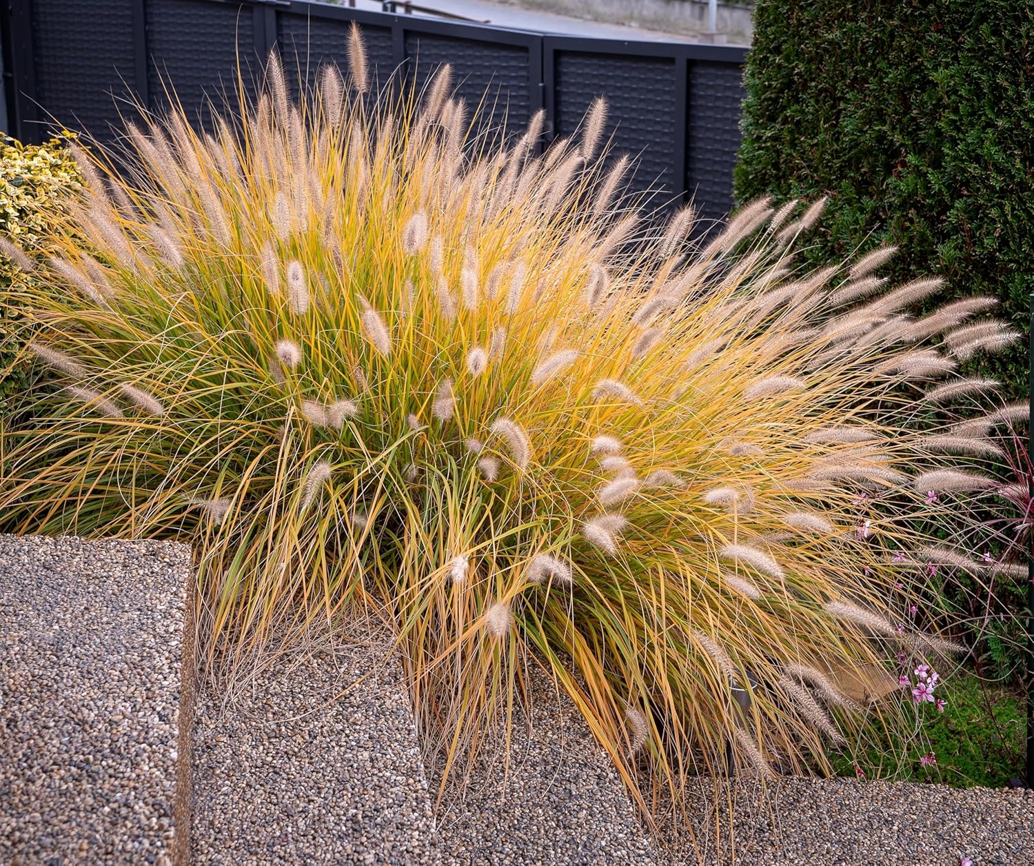 Pennisetum alopecuroides 'Hameln' / Lampenputzergras - Stauden Gaenge