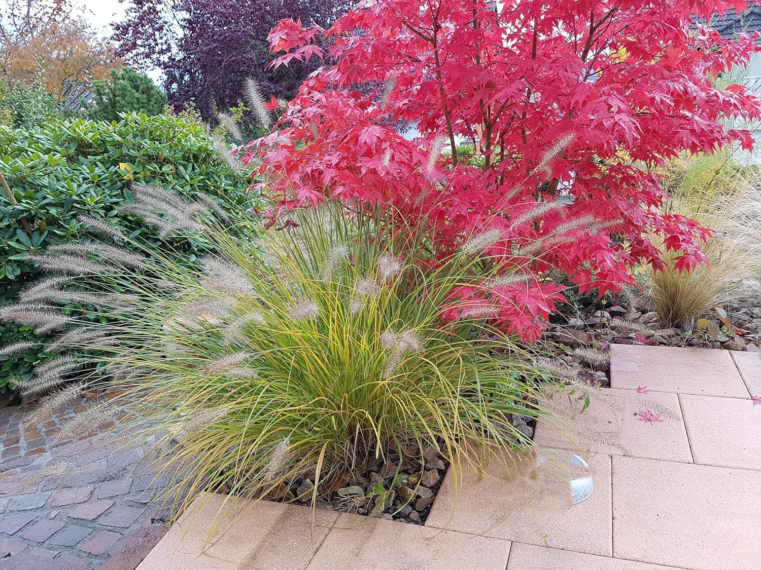 Pennisetum alopecuroides 'Japonicum' / Lampenputzergras