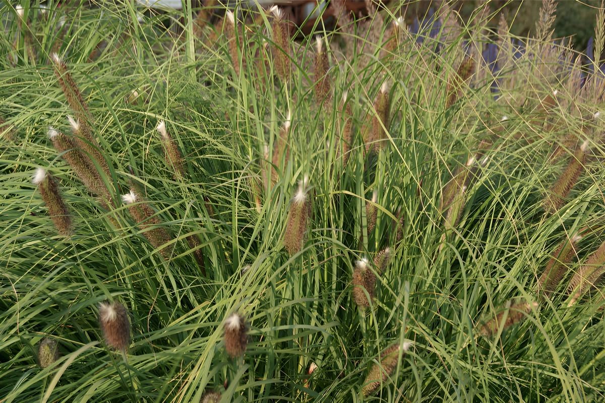 Pennisetum alopecuroides 'Japonicum' / Lampenputzergras