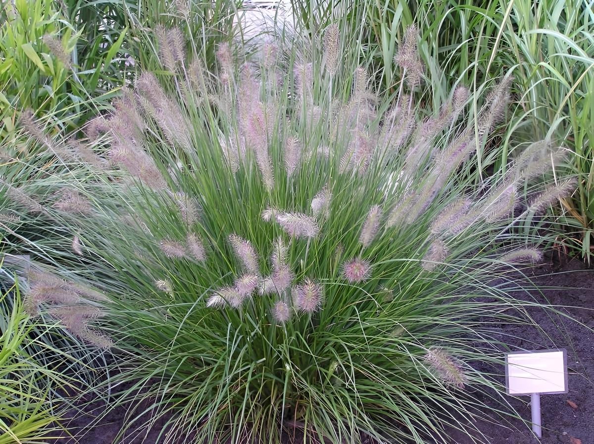Pennisetum alopecuroides 'Japonicum' / Lampenputzergras | Stauden