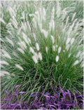 Pennisetum alopecuroides Lampenputzergras im XXL Topf, Ziergras von Stauden Gänge, grüne Pflanzen im Topf, Gartenpflanze