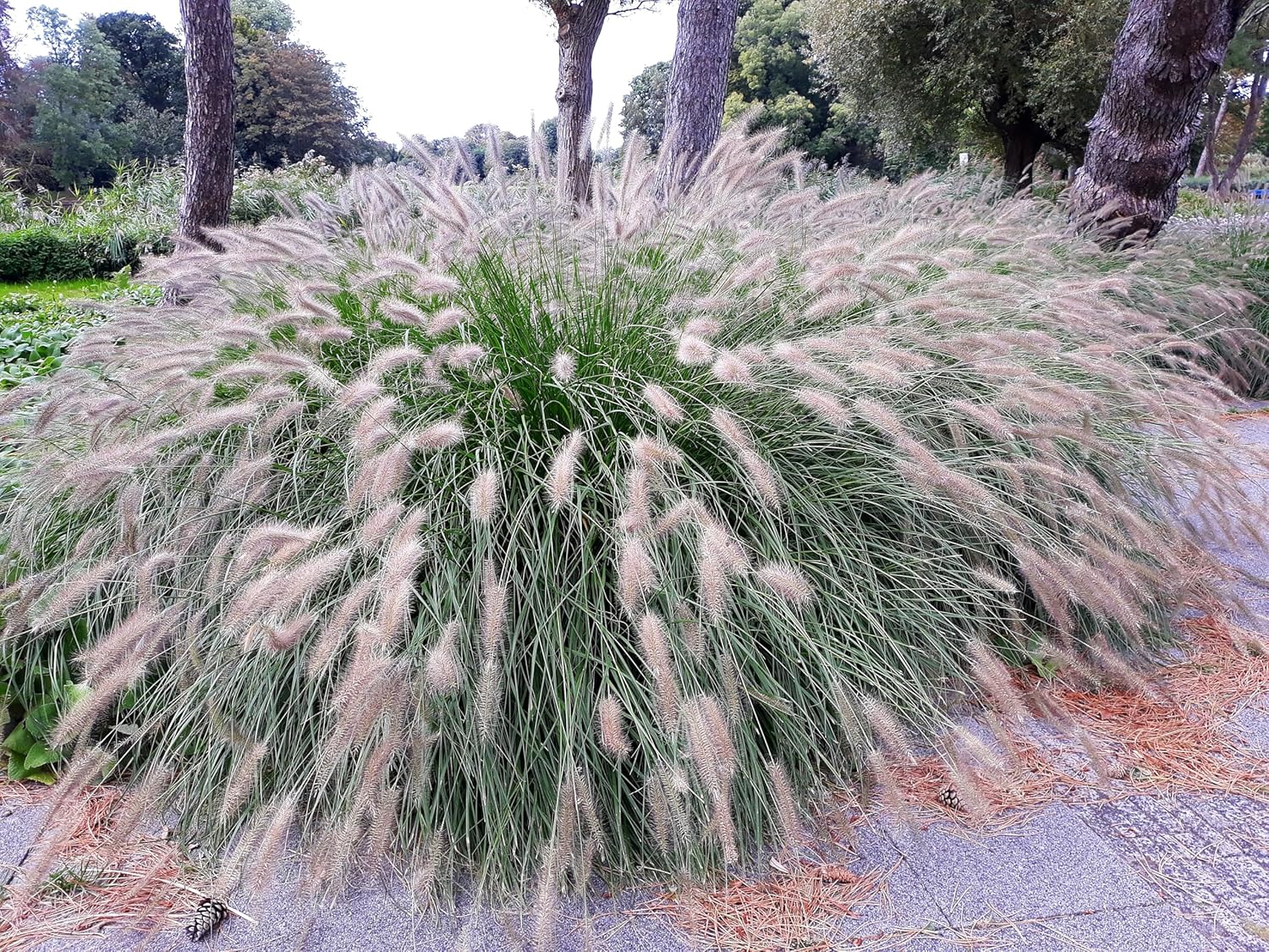 Pennisetum alopecuroides / Lampenputzergras - XXL Topf