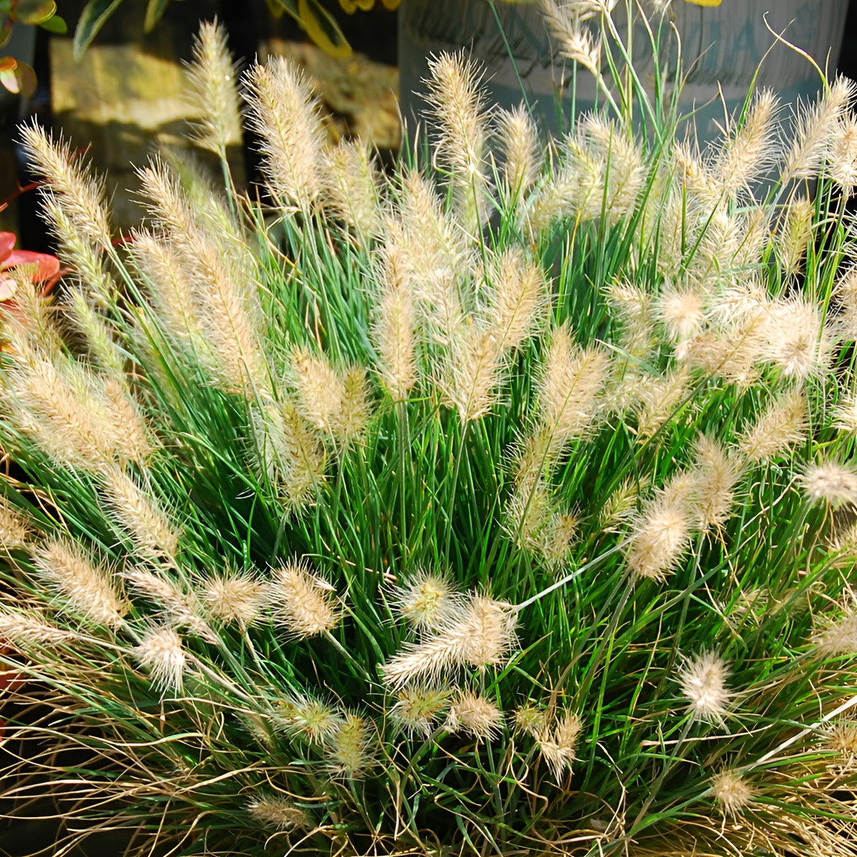 Pennisetum alopecuroides 'Little Honey' / Zwerg Lampenputzergras - Stauden Gaenge