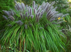 Schwarzes Lampenputzergras Pennisetum alopecuroides 'Moudry' als Ziergras, dichtes, dunkles Laub und aufrechte Wuchsform.