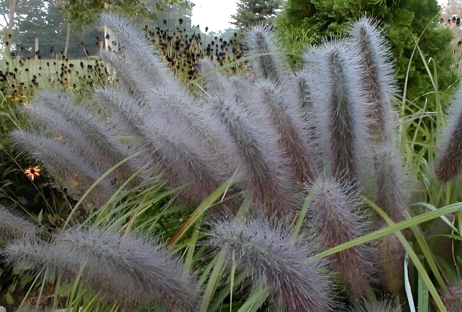 Pennisetum alopecuroides 'Moudry' / Schwarzes Lampenputzergras - XXL Topf