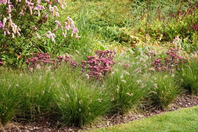 Pennisetum alopecuroides 'Piglet' / Zwerg Lampenputzergras
