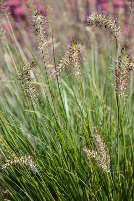 Pennisetum alopecuroides 'Piglet' / Zwerg Lampenputzergras