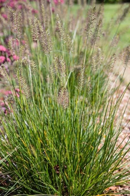 Pennisetum alopecuroides 'Piglet' / Zwerg Lampenputzergras
