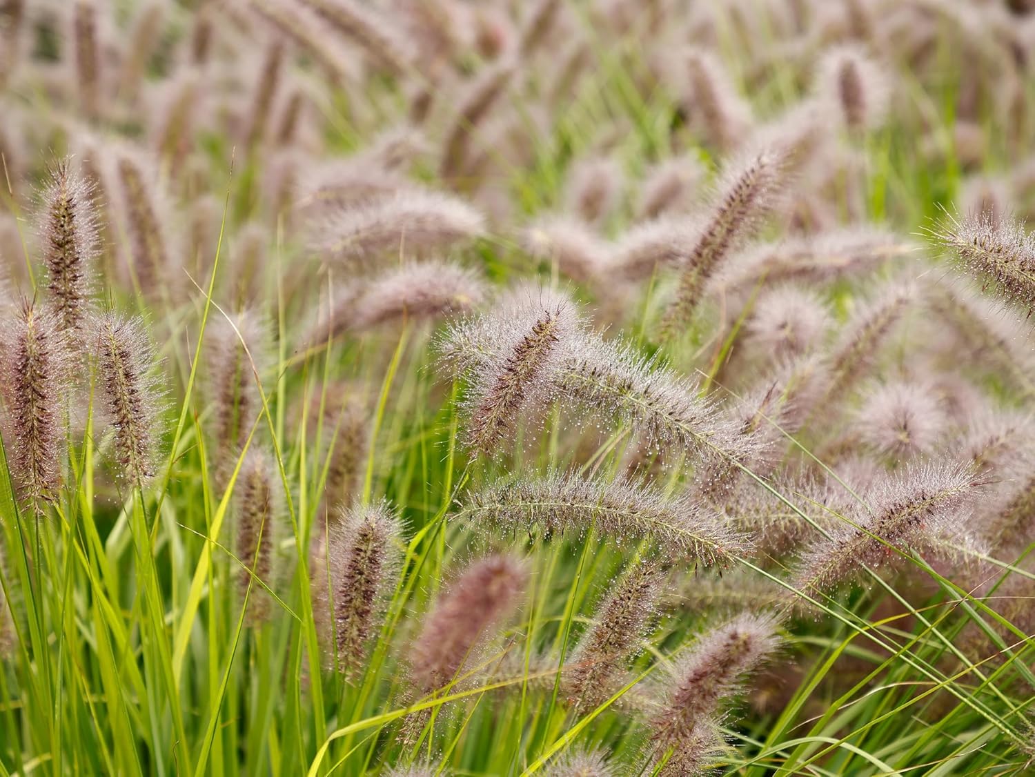 Pennisetum alopecuroides 'Redborn' / Rotes Lampenputzergras - Stauden Gaenge