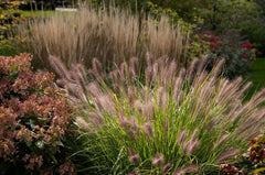 Rotes Lampenputzergras Pennisetum alopecuroides 'Redborn' als Ziergras, grüner Halm mit roten Blütenständen, im Garten.