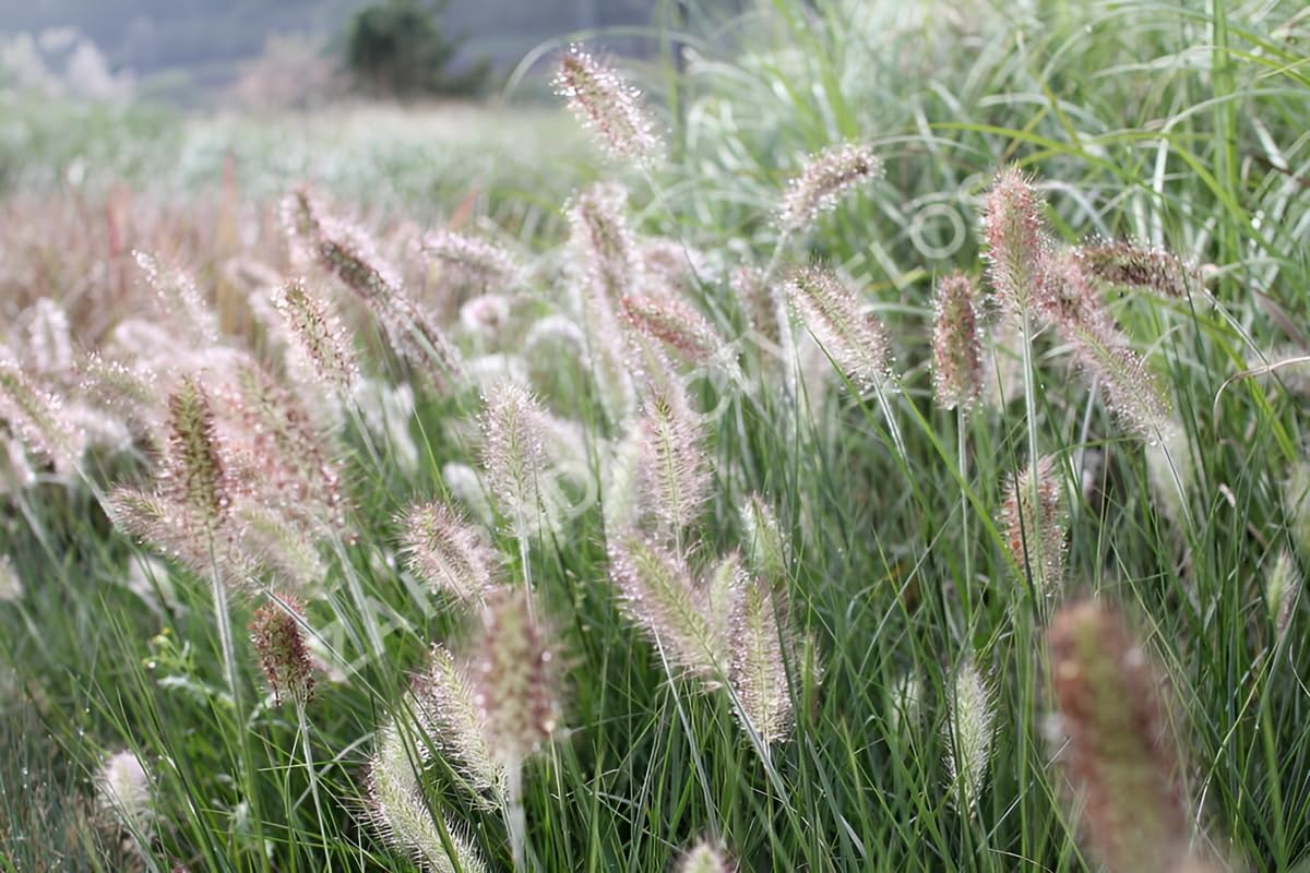 Pennisetum alopecuroides 'Weserbergland' / Lampenputzergras - Stauden Gaenge