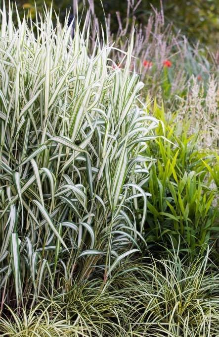 Phalaris arundinacea 'Feesey' / Rohrglanzgras