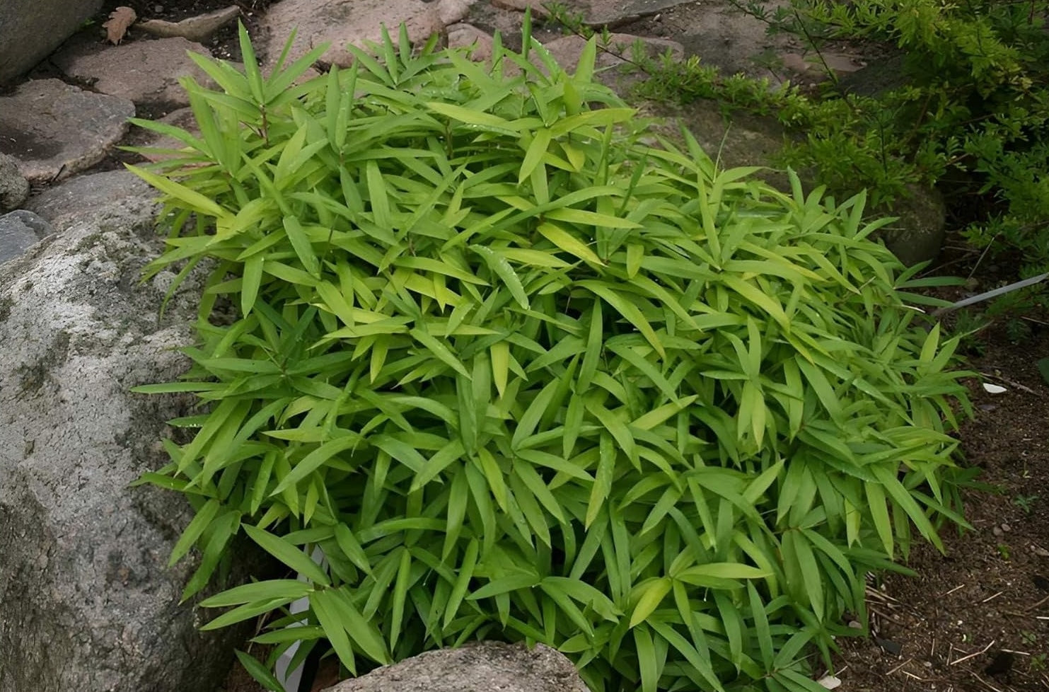 Pleioblastus pygmaeus 'Distichus' / Zwerg-Bambus