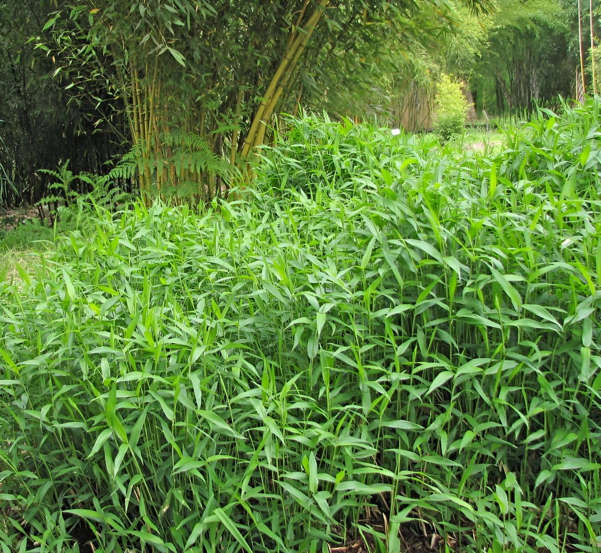 Pleioblastus pygmaeus 'Distichus' / Zwerg-Bambus