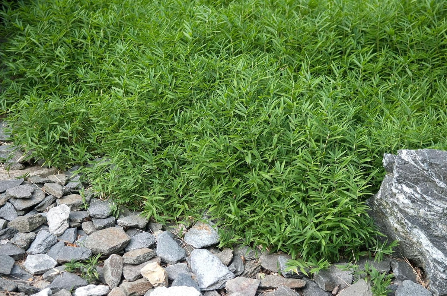 Pleioblastus pygmaeus / Zwerg-Bambus