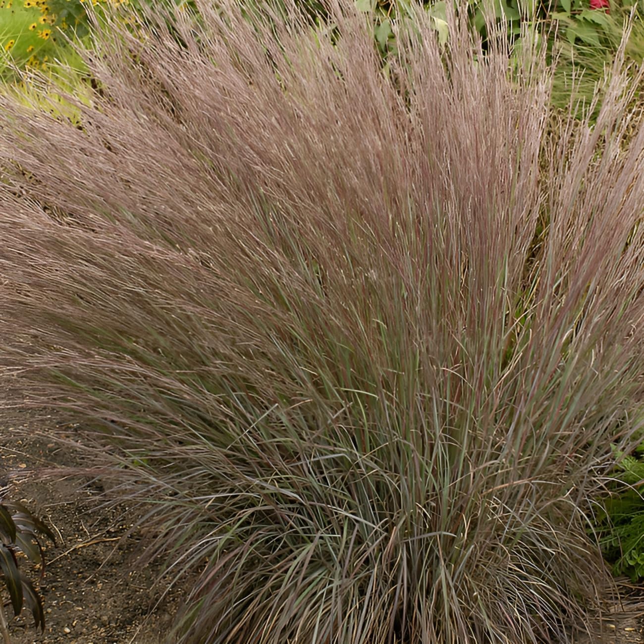 Schizachyrium scoparium 'Blue Heaven’ / Kleines Präriegras