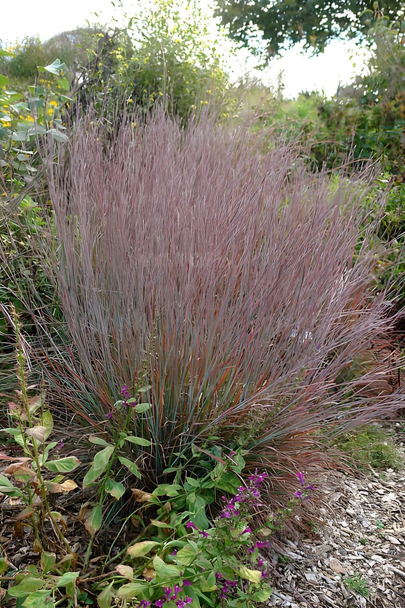 Schizachyrium scoparium 'Standing Ovation’ / Kleines Präriegras