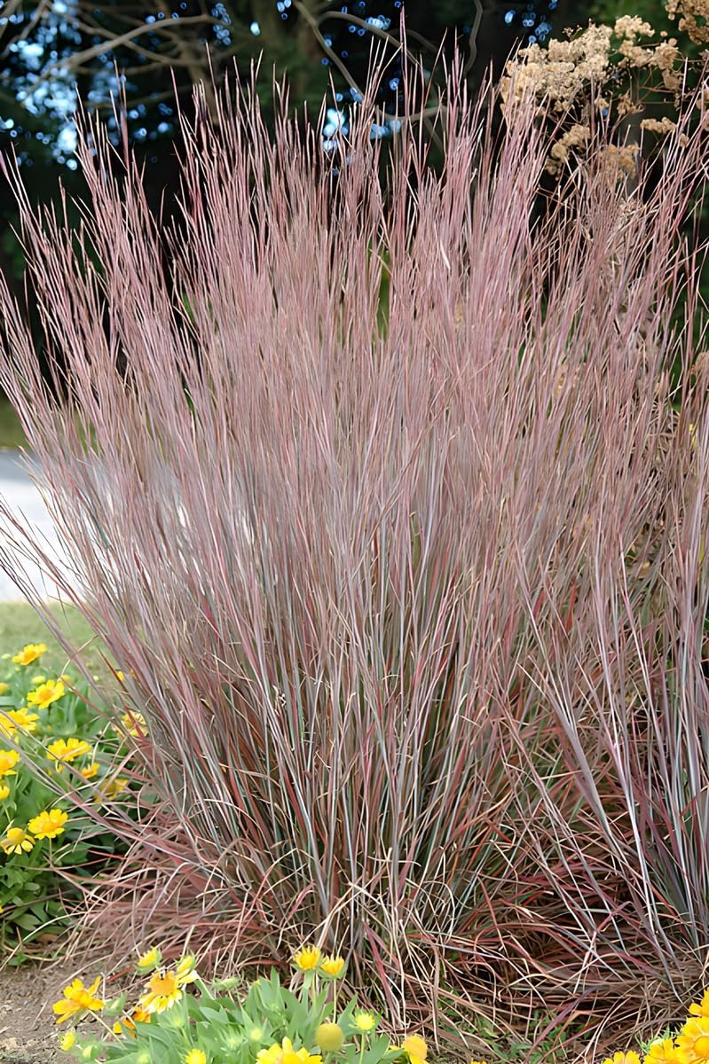 Schizachyrium scoparium 'Standing Ovation’ / Kleines Präriegras