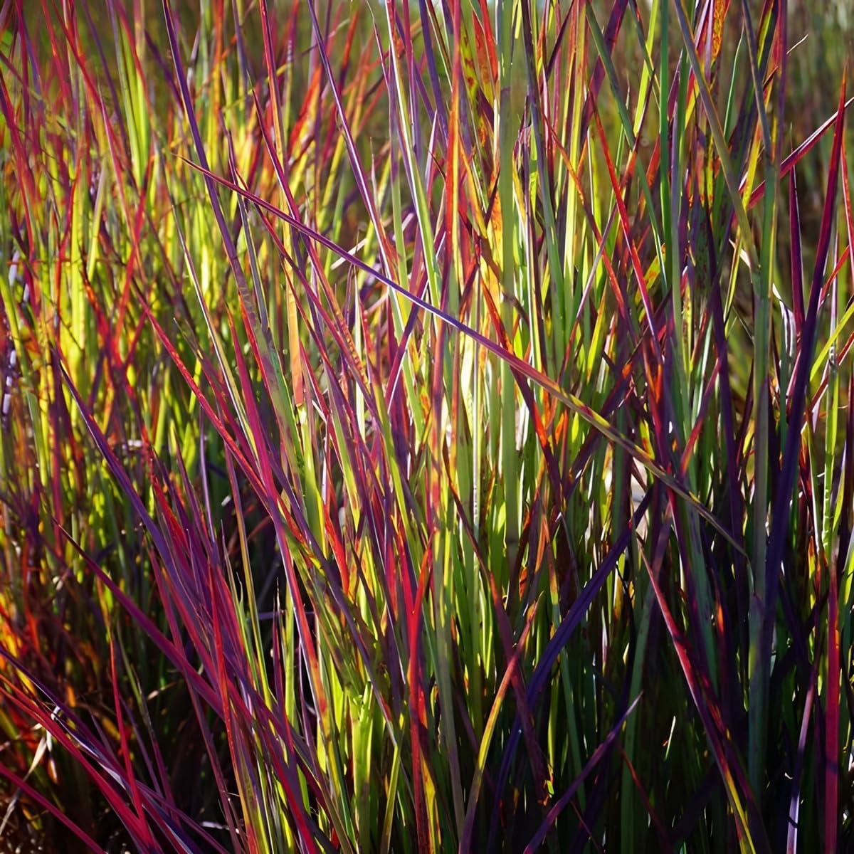 Schizachyrium scoparium 'Twilight Zone’ / Kleines Präriegras