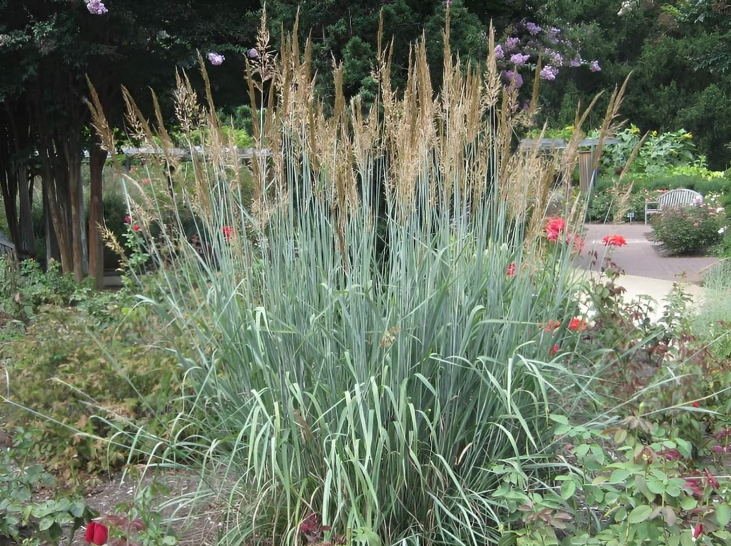 Sorghastrum nutans 'Indian Steel‘ / Indianer Gras