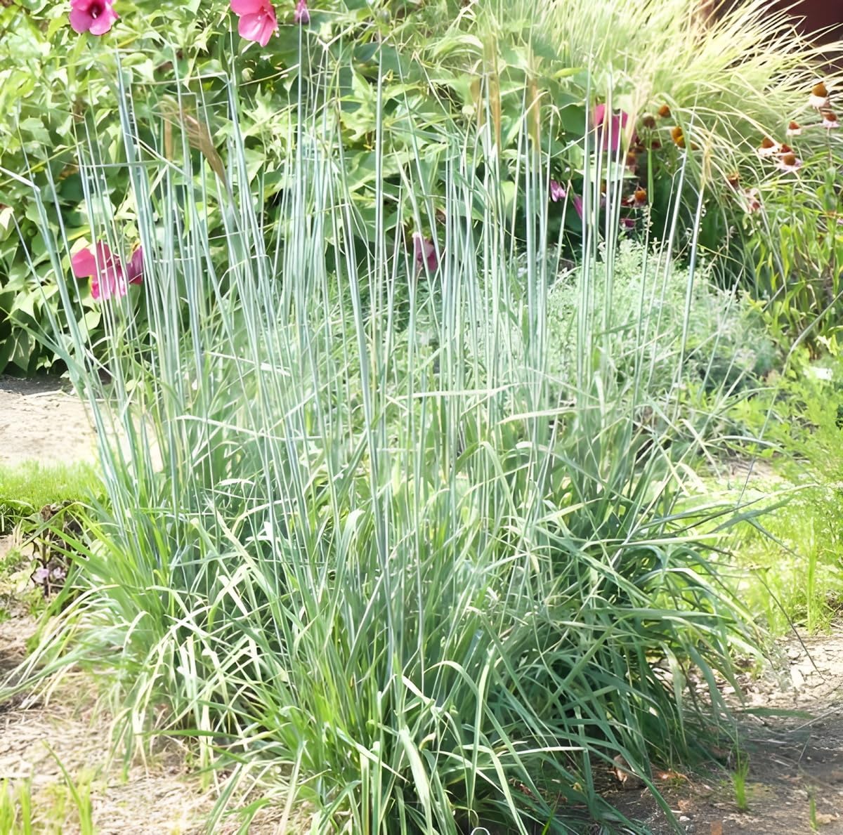 Sorghastrum nutans 'Indian Steel‘ / Indianer Gras
