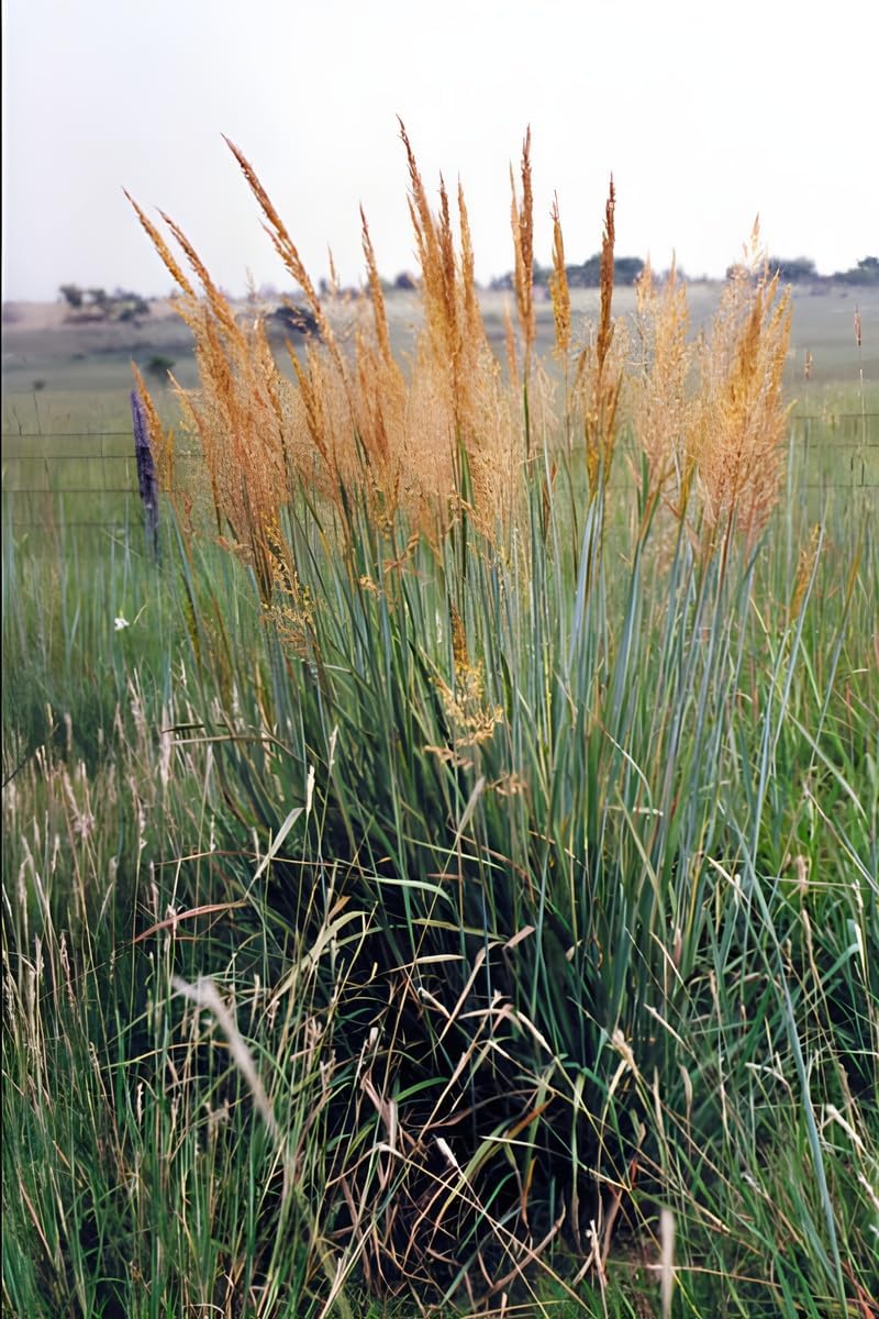 Sorghastrum nutans / Indianer Gras