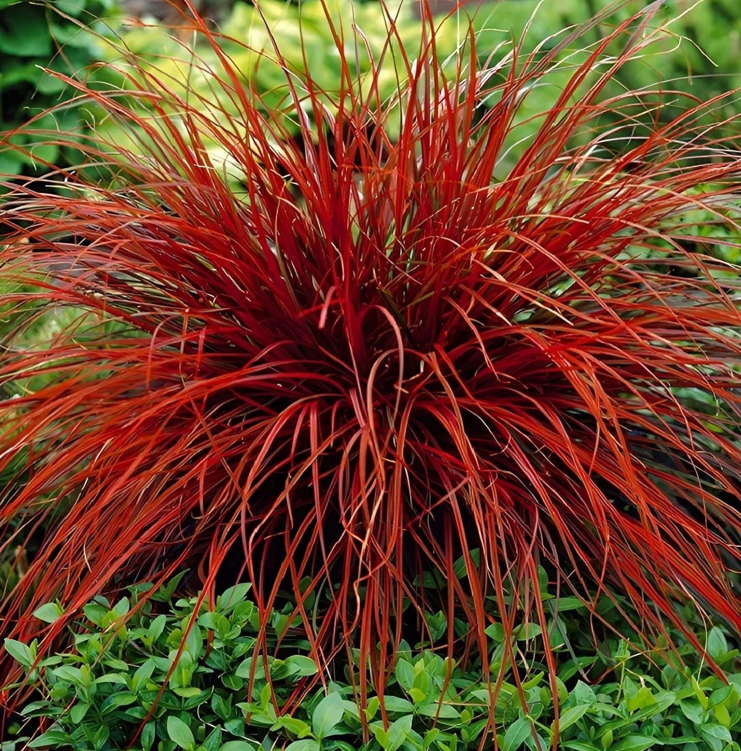 Uncinia rubra 'Firedance' / Mahagoni Gras