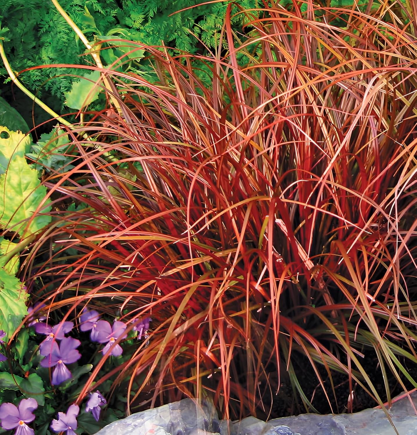 Uncinia rubra 'Firedance' / Mahagoni Gras