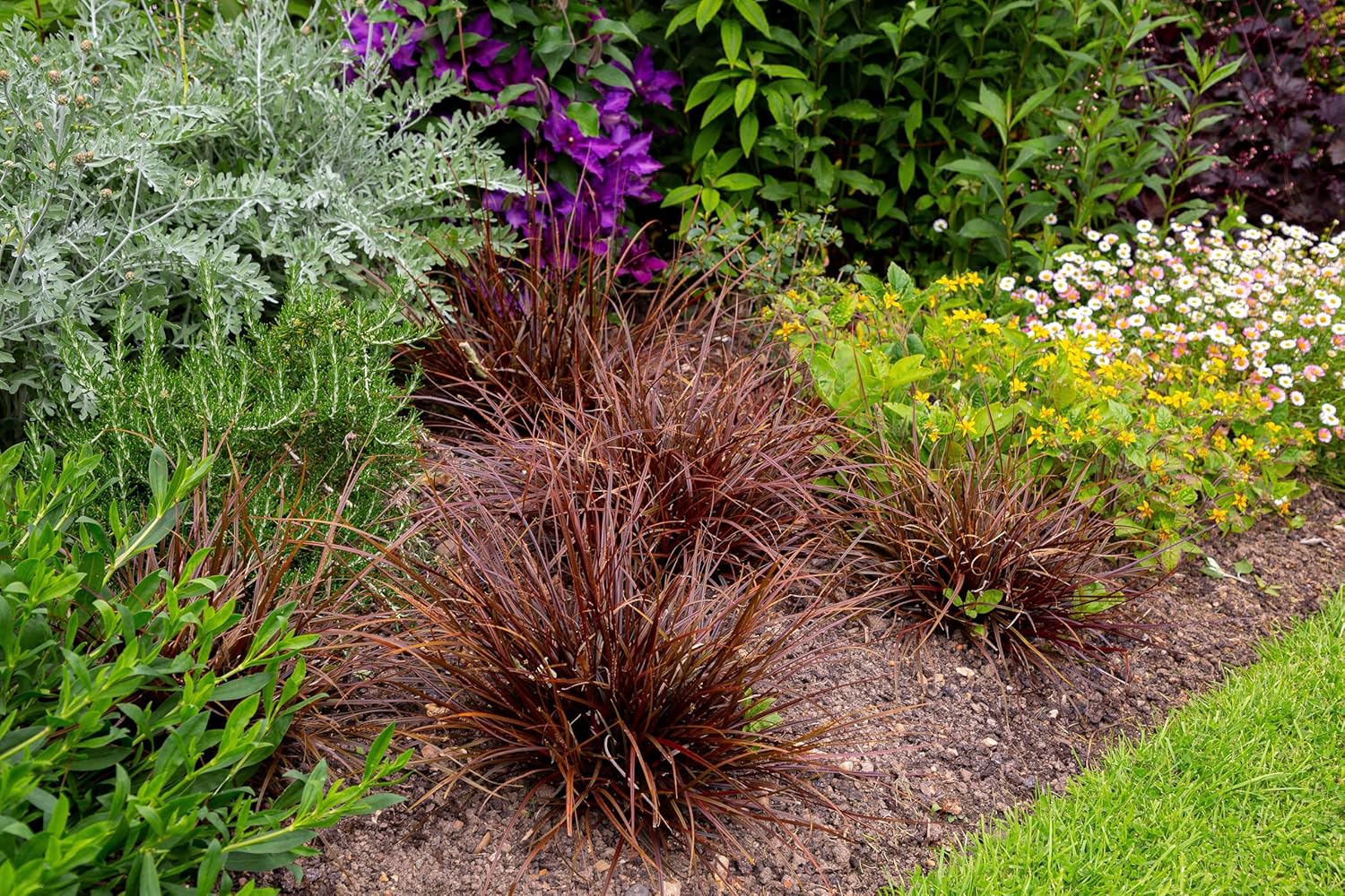 Uncinia rubra 'Firedance' / Mahagoni Gras