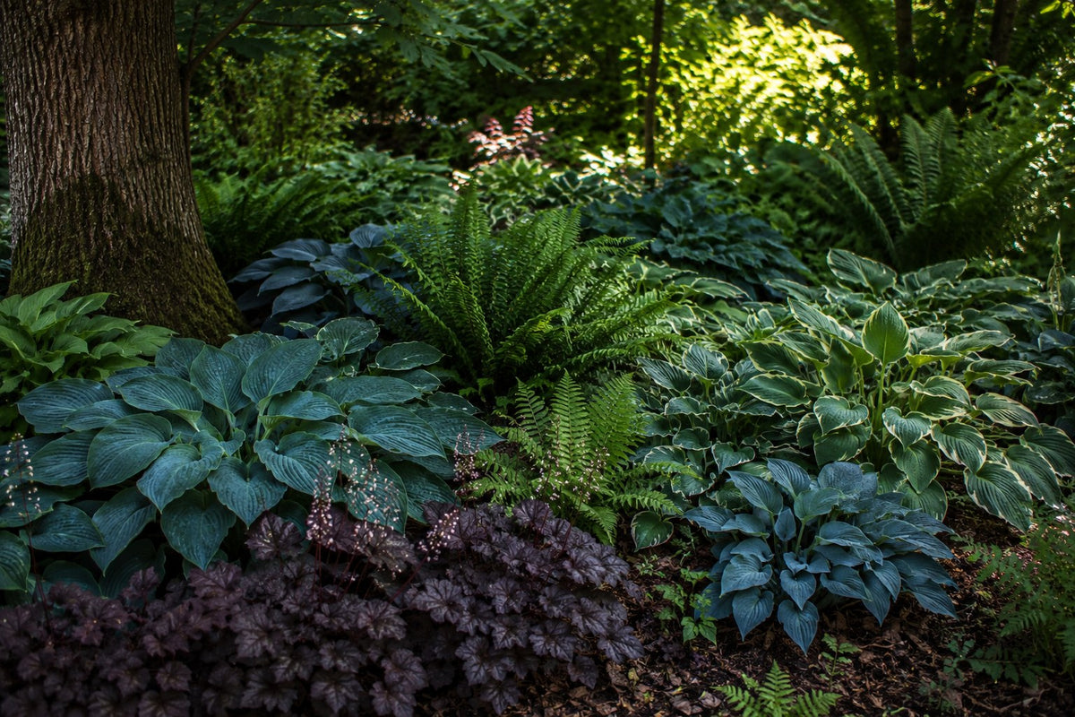 Schattiger Waldgarten mit Hosta, Farnen und Bodendeckern unter Gehölzen
