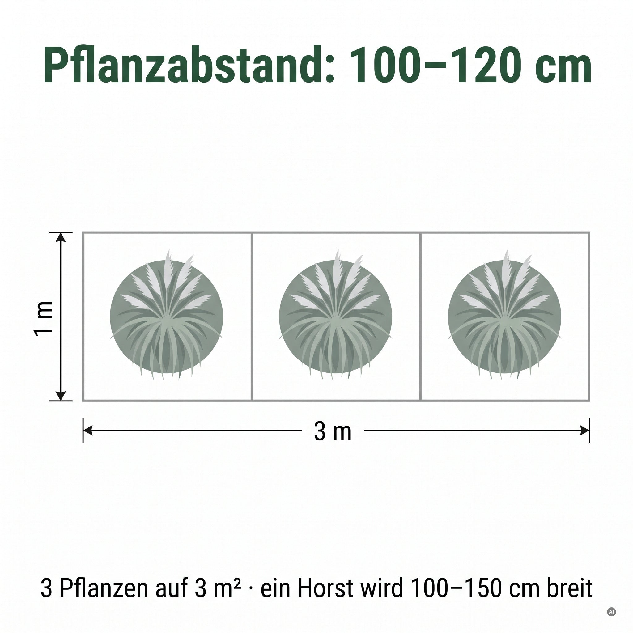 Pflanzplan mit 'Sunningdale Silver' als Solit&auml;r und Begleitstauden, Pflanzabstand 100 bis 120 cm