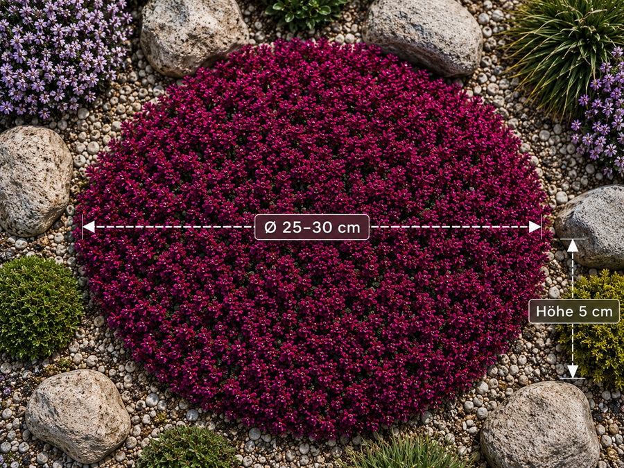 Maße des Teppich-Thymians 'Red Carpet': rund 25–30 cm Durchmesser bei etwa 5 cm Höhe
