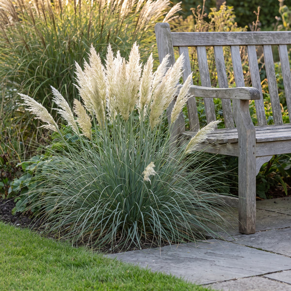 Cortaderia selloana 'Tiny Pampa' Zwerg-Pampasgras an einer Terrassenkante, cremeweiße Federwedel auf Höhe der Armlehne einer Gartenbank, Stauden Gänge.