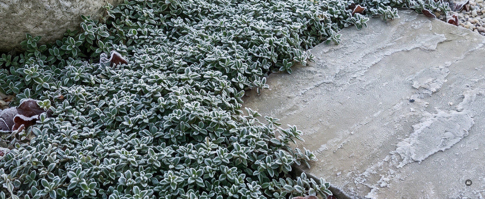 Grünes Thymianpolster mit Raureif neben einer Steinplatte im Winter