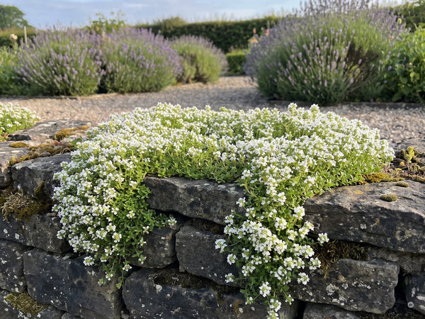 Weißer Polsterthymian Thymus praecox 'Wirral White' fließt über die Krone einer Trockenmauer